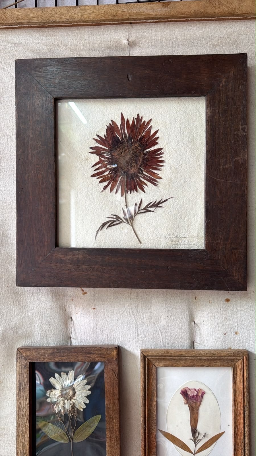 Wood-toned frame with a single pressed dried flower
